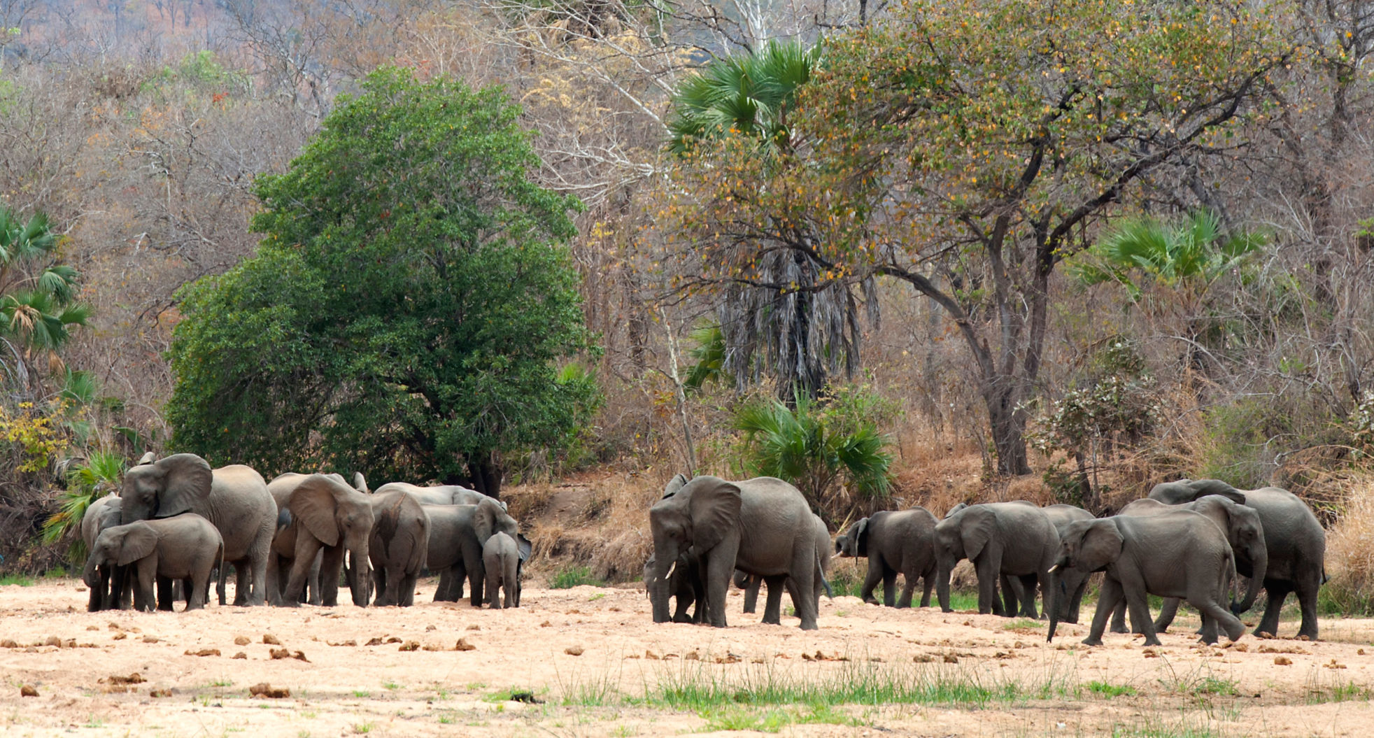 Mozambique elephants
